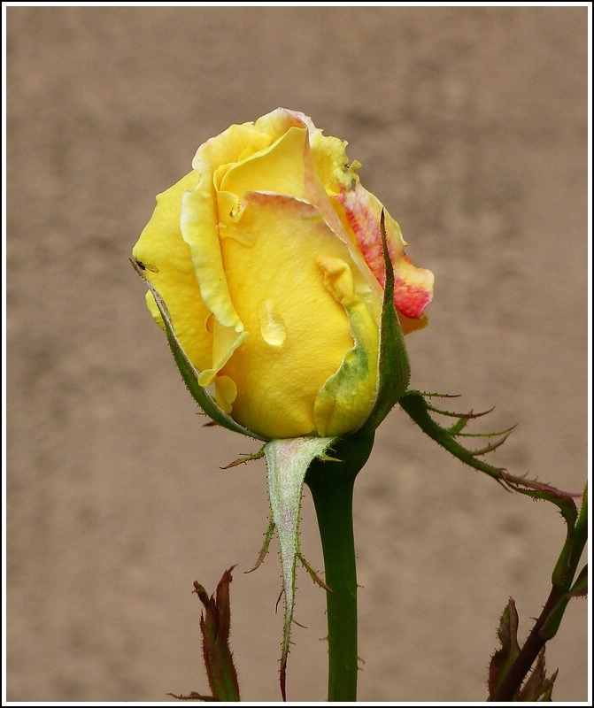 Unsere Rosen weinen noch. 12.05.2012 (Jeanny)