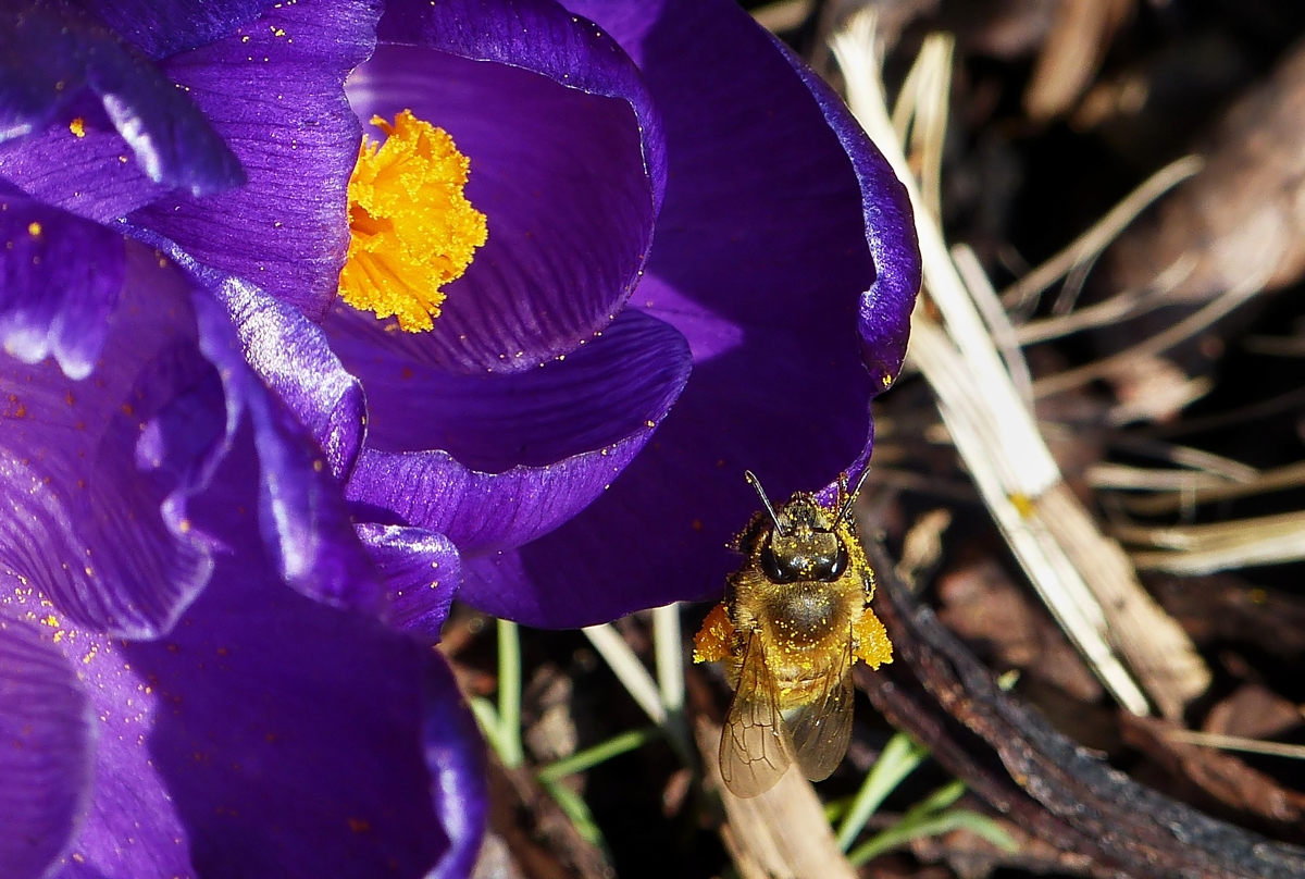 . Ein Bienchen im Pollenrausch. 06.03.2014 (Jeanny)
