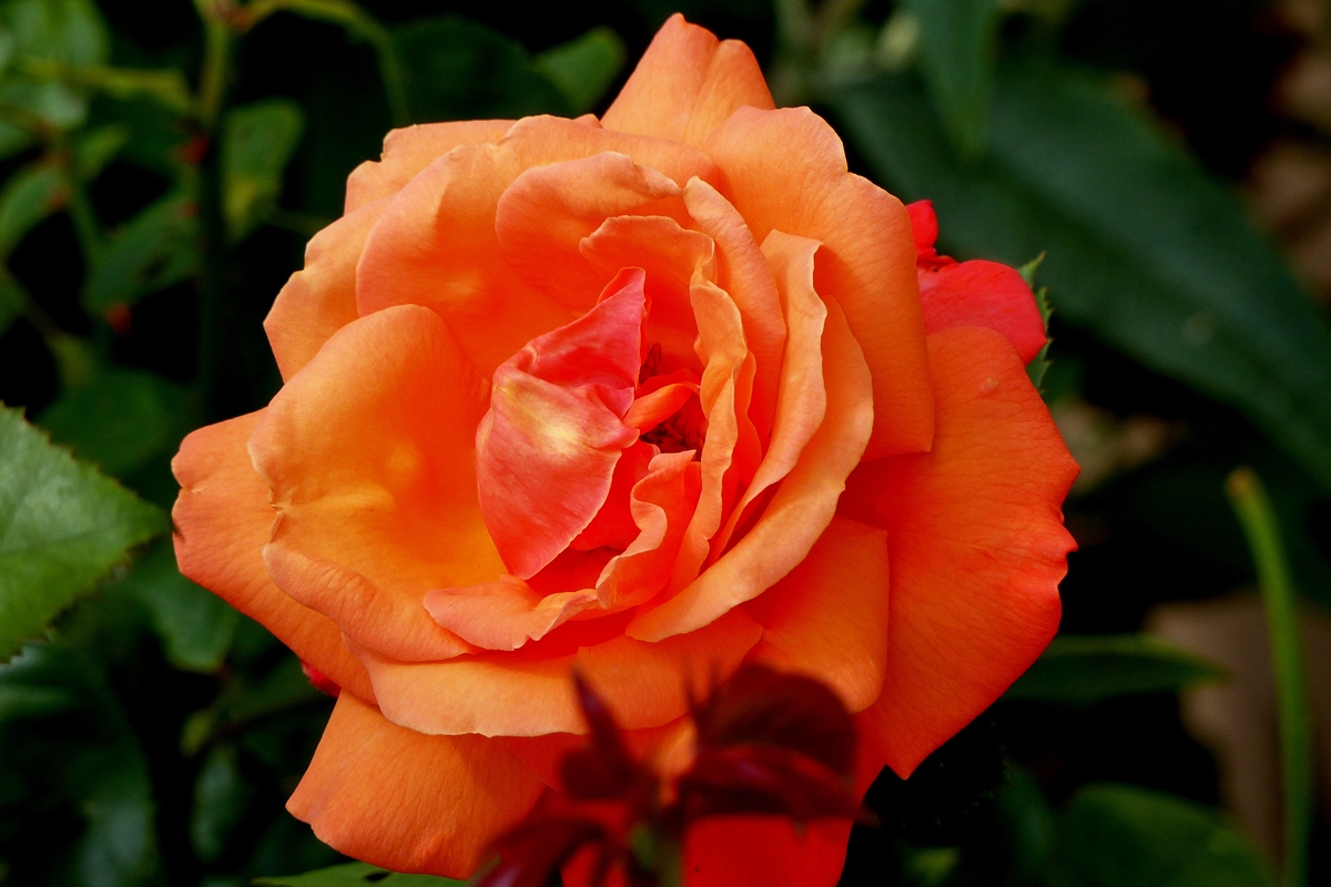 . Immer wieder erfreuen uns die Rosen mit neuen Blten. 08.08.2014 (Jeanny)