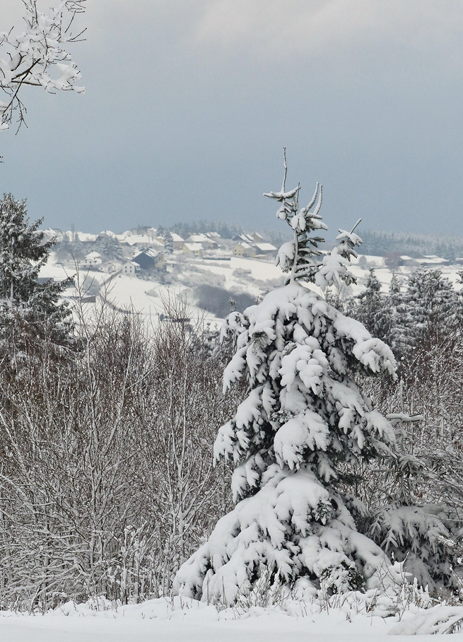 . In Pommerloch hat man eine tolle Aussicht auf Noertrange und auf die kleine schneebedeckte Tanne. 16.01.2016 (Jeanny)