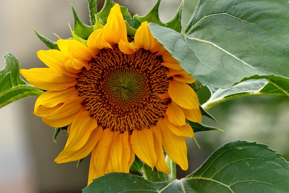 . Unsere einzige Sonnenblume in diesem Jahr, die anderen haben die Schneckenplage nicht berlebt. 12.08.2014 (Jeanny) 