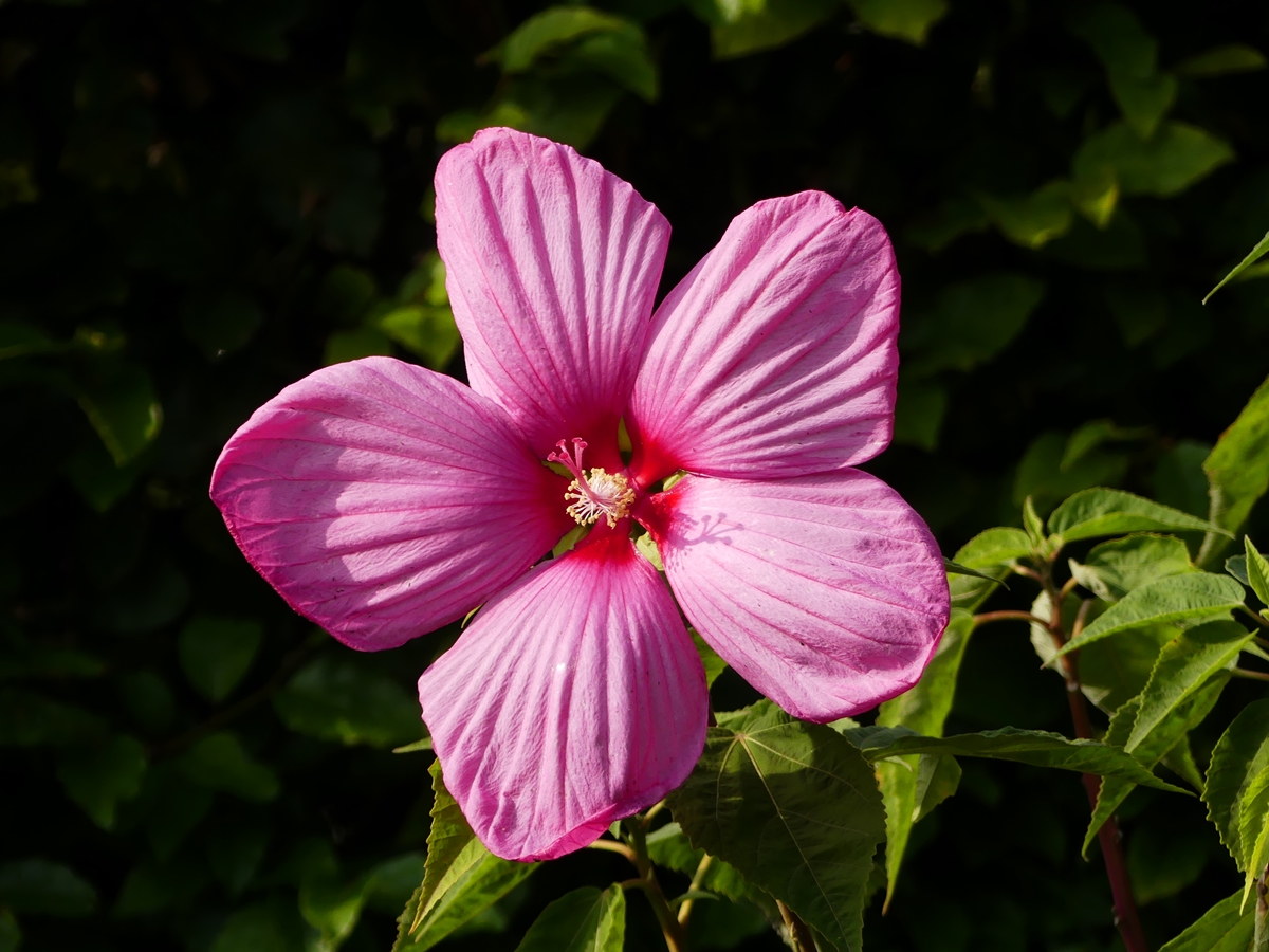 Der Sumpfeibisch (Hibiscus moscheutos), auch Roseneibisch genannt, ist eine Pflanzenart aus der Gattung Hibiskus (Hibiscus) in der Familie der Malvengewchse (Malvaceae). 01.09.2019 (Jeanny)