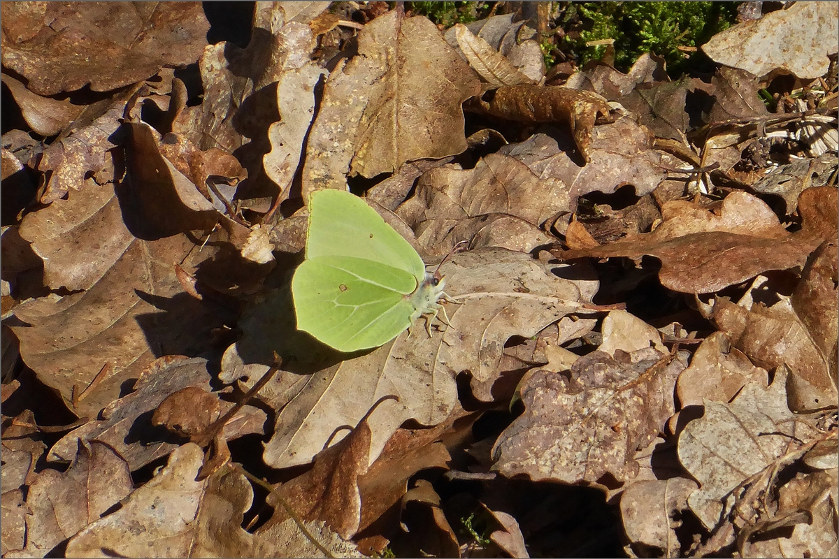 Frhlingsbote. Bei einem Spaziergang landete heute dieser Schmetterling vor mir auf dem Laub am Waldboden. 25.02.2019 (Hans)
