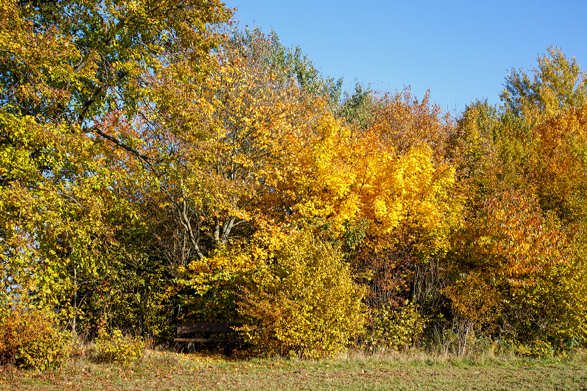 
Goldener Herbst....
Zwischen Friedewald und Langenbach am 27.10.2015, bei diesem Wetter hätte man auch auf der Bank verweilen können.