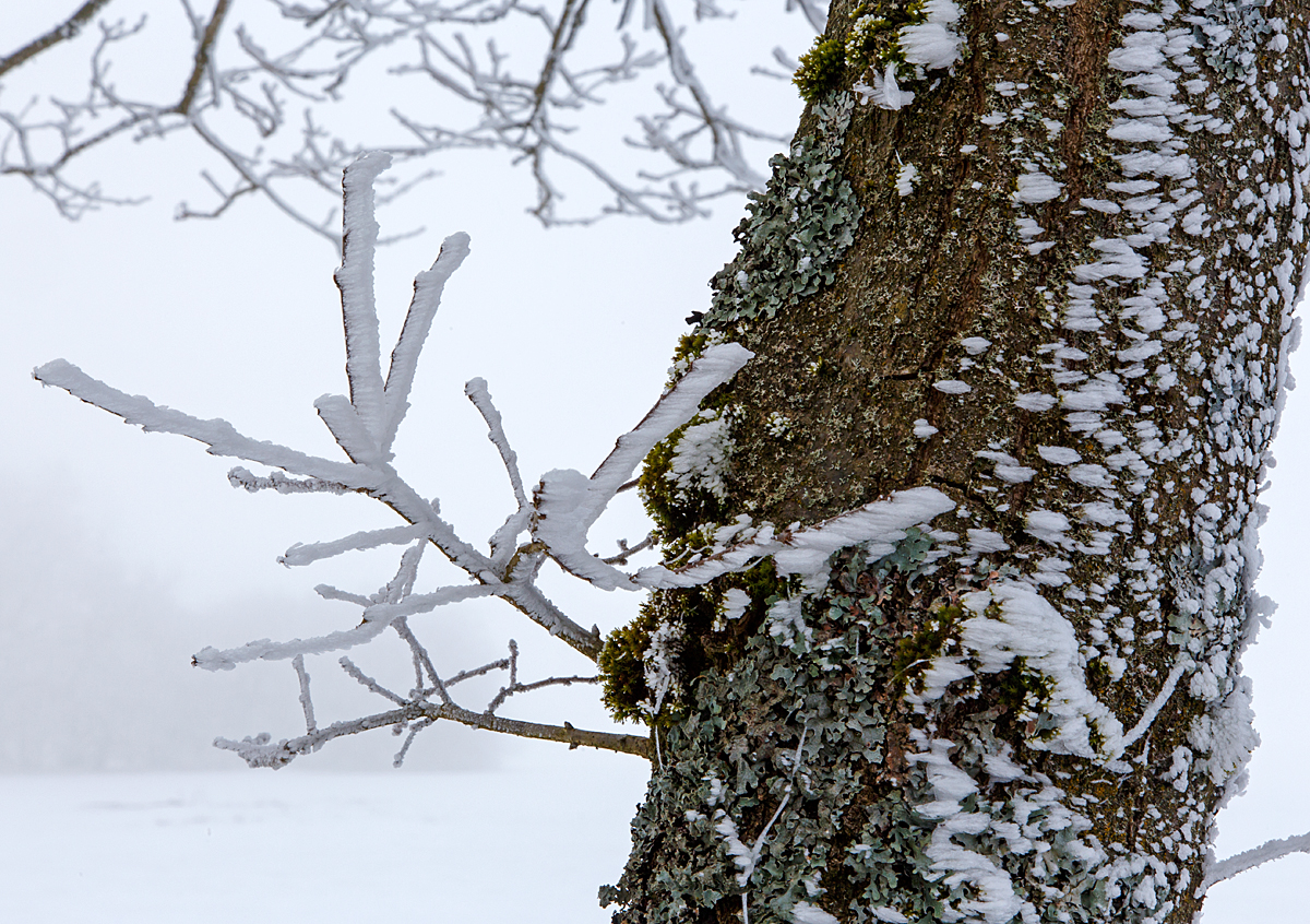 Winterzauber am Westerwald, bei Nisterau am 12.02.2015. 
Whrend es an anderen Orten sonnig und wrmer ist, ist es hier oben noch nebelig und kalt.