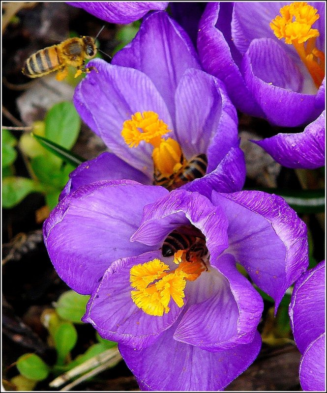 Bieneninvasion bei den Krokussen. 17.03.09 (Jeanny)