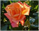 blueten/300960/-die-rosen-in-unserem-garten . Die Rosen in unserem Garten bereiten uns noch immer groe Freude. 22.10.2013 (Jeanny)