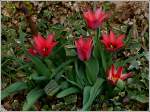 blueten/189228/die-tulpen-in-unserem-vorgarten-04042012 Die Tulpen in unserem Vorgarten. 04.04.2012 (Zo)