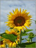 Wenn sie blht ist die Mitte des Sommers erreicht:Die Sonnenblume.
(12.07.2012)