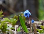 blueten/260794/--fruehling-2013---blaue-schoenheit - Frhling 2013 - Blaue Schnheit. 16.04.2013 (Jeanny)