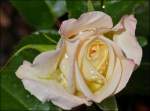 blueten/275281/-nach-dem-regen---die . Nach dem Regen - Die erste Rose in unserem Garten beginnt zu blhen. 20.06.2013 (Jeanny)