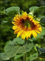 blueten/285158/-die-sonnenblume-hat-zu-bluehen . Die Sonnenblume hat zu blhen begonnen. 09.08.2013 (Jeanny)