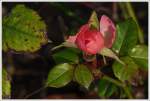 . Frhling im Januar - Nicht nur im Lavaux blhen die Rosen noch oder schon wieder, auch an der Mosel gibt es blhende Rosen im Januar. 08.01.2014 (Jeanny)