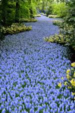 Wie ein Bach scheint sich die blaue Blumenpracht durch den Wald zu schlängeln.
(Keukenhof, 23.04.2014)