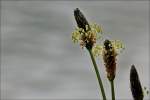 . Spitzwegerich (Plantago lanceolata). 26.04.2014 (Jeanny)
