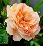 . Die erste Rose in unserem Garten fr dieses Jahr. 31.05.2014 (Jeanny)