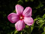 Der Sumpfeibisch (Hibiscus moscheutos), auch Roseneibisch genannt, ist eine Pflanzenart aus der Gattung Hibiskus (Hibiscus) in der Familie der Malvengewchse (Malvaceae). 01.09.2019 (Jeanny)