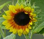 blueten/746801/bluete-einer-sonnenblume-in-unserem-garten Blte einer Sonnenblume in unserem Garten. 11.09.2021