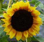 Blte einer Sonnenblume in unserem Garten. 11.09.2021