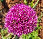 blueten/813851/farbenpracht-in-unserem-garten-bluete-einer Farbenpracht in unserem Garten. Blte einer Stern-Kugellauch Allium Pflanze. 27.05.2023 (Smartphone Jeanny)