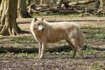 . In einem Märchenpark darf der böse Wolf natürlich nich fehlen, obwohl dieser Polarwolf eher wie ein Kuscheltier aussieht. 08.04.2015 (Jeanny)