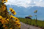 Was will man noch mehr: Blumen, Rindvieh, Wasser und Berge, zudem gibt es auch noch viele Bahnen. Am 26.05.2012 bei Cornaux mit Bilck auf den Genfersee.