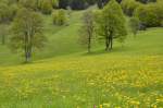 Statt RhB-Rot eine grün-gelbe Bergwiese im Mai bei Klosters-Monbiel. (17.05.2014)