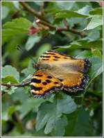 - Papillon Modenschau - 26 im Schatten, recht windig, aber die Frisur des kleinen Fuchses (Aglais urticae) sitzt. 07.07.2012 (Jeanny)