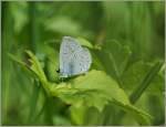 Fotografiert auf unserer Nachbarswiese: ein Schmetterling Namens Bluling.
(31.07.2012)