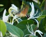 . Zu flink fr meine Kamera, das Taubenschwnzchen (Macroglossum stellatarum), auch Kolibrischwrmer genannt. 21.07.2013 (Jeanny)                      