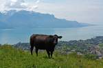 Hier nun meine Version von den  zwei Rindviehchern am kleinem See  am 26.05.2012 bei Cornaux. Eine Kuh auf der Weide  mit einer herrlichen Aussicht.... 
Dieses Bild knnte man auch unter der Kategorie Kstliches einstellen, man msste nur noch braten und tranchieren.