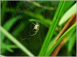 - Im Netz der Spinne - Frustriert beginnt die Spinne sofort mit den Reparaturarbeiten an ihrem Netz.