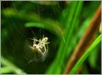 - Im Netz der Spinne - ...Nach sekundenlangem Kampf gelingt es der Fliege aber sich aus den Fngen der Spinne zu befreien.
