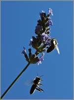 Mit dem Makroobjektiv gebt: Bienen im Anflug auf Lavendel.