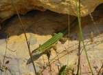 Verschiedenes/267504/auf-ibiza-trifft-man-haeufig-auf Auf Ibiza trifft man hufig auf flinke Eidechsen. Es gibt ber 30 verschiedene Arten in allen erdenklichen Farben. Dieses Exemplar habe ich bei einem Spaziergang in der Nhe des Leuchturmes Botafoc entdeckt. (09.05.2013)





