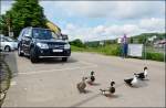Verschiedenes/275182/-platz-da-zuerst-kommen-wir . Platz da, zuerst kommen wir - Die Enten blockieren den Autoverkehr zur Fhre in Oberbillig. 14.06.2013. (Jeanny) 