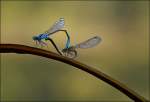 . Paarungsrad eines Gemeinen Becherjungfer (Enallagma cyathigerum) Prchens. 04.09.2013 (Jeanny)