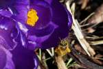 Verschiedenes/326833/-ein-bienchen-im-pollenrausch-06032014 . Ein Bienchen im Pollenrausch. 06.03.2014 (Jeanny)