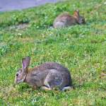 
Was besonderes für Kiki.....
Zwei kleine Kaninchen bei Autobahn-Rasthof Worm am 31.05.2014
