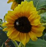 Besuch an der Blte einer Sonnenblume in unserem Garten. 11.09.2021