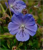 Sch�nheit am Wegesrand. 27.06.10 (Jeanny)