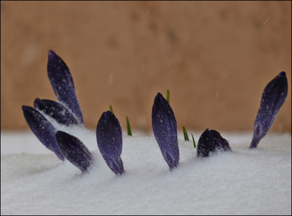 . Frhling 2013: Es war wohl doch noch zu frh - Im Schneegestber des 12.03.2013 habe ich die voreiligen Krokusse gegen Mittag in unserem Vorgarten fast nicht wiedergefunden. (Jeanny)