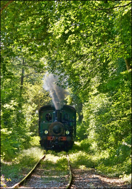 . Museumsbahn Train 1900 - Der Dampfzug kmpft sich durch die Vegetation in der Nhe von der Kreuzungsstelle Fuussbsch auf ihrer Fahrt von Ptange nach Fond de Gras. 02.06.2013 (Jeanny)

Noch einige Informationen zur Dampflok: 
Hersteller: Hannoversche Maschinenfabrik - Georg Egestroff (sptere HANOMAG) 
Fabriknummer: 3431
Baujahr: 1899
Typ: (020 T) B2nt
Herkunft: ARBED-Differdange

Da sie im Jahr 1900 nach Luxemburg und nach ihrer aktiven Zeit in der ARBED Htte in Differdange im Jahre 1973 als erste Dampflok zum Verein AMTF kam, war sie im Grunde die Namensgeberin der Museumsbahn Train 1900.
