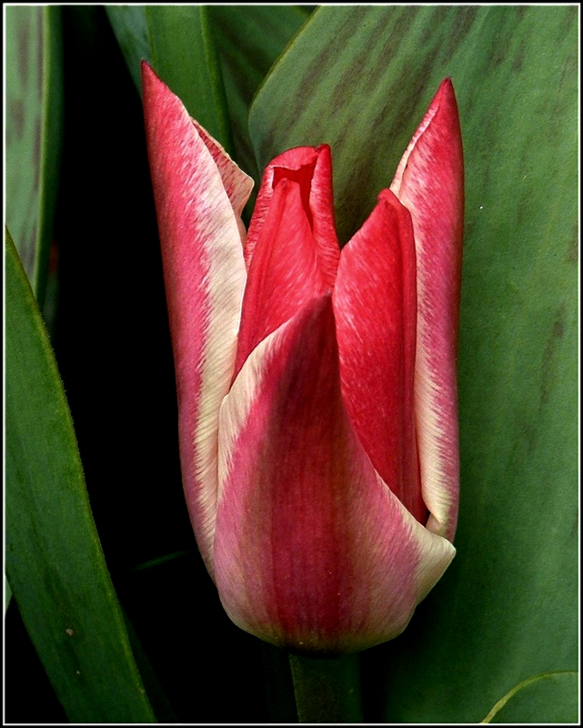 An bedeckten Tagen sind die Tulpen besonders fotogen. 30.03.2011 (Jeanny)