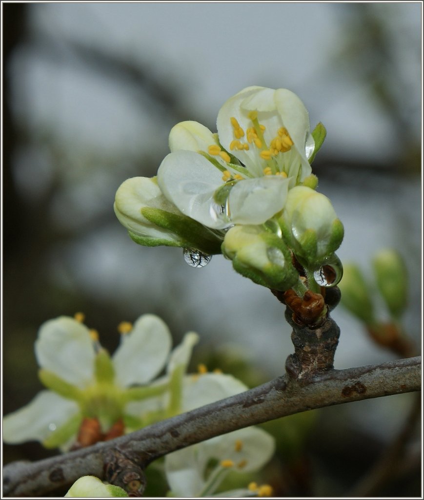 Bl�ten eines Pflaumenbaumes.
(05.04.2012)