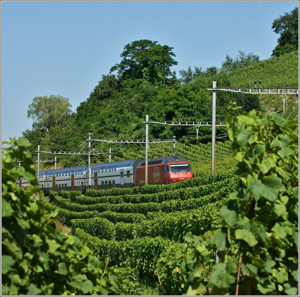 Ein Intercity in den Weinbergen des Lavaux.
(18.07.2012)