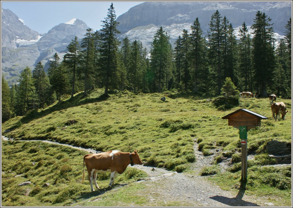 Eine ganze Weile stand sie da und konnte sich nicht entscheiden ob sie der Herde folgen sollte, oder eigene Wege einschl�gt...
(22.08.2011)