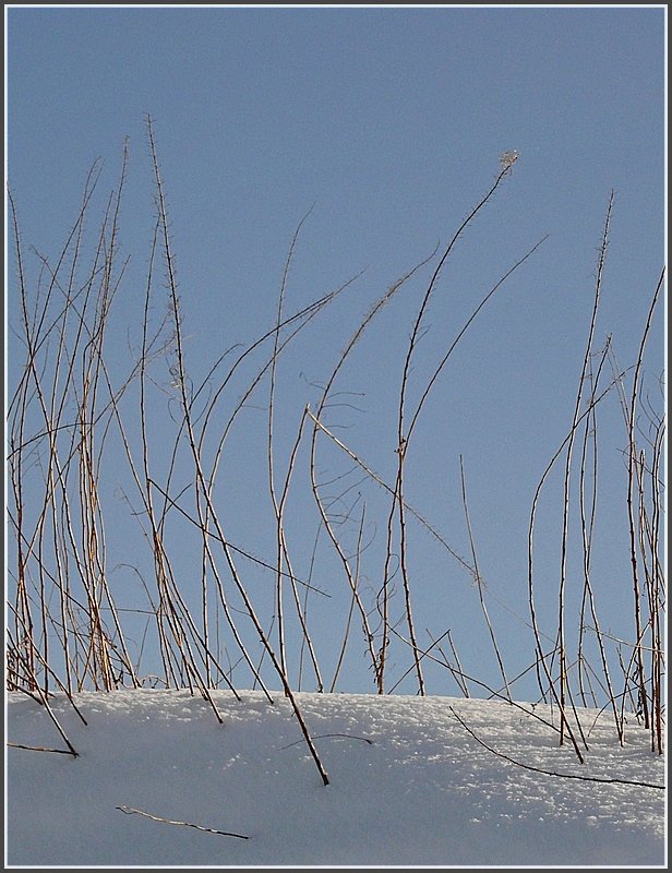 Filigrane Dekoration im Schnee. 16.02.10 (Jeanny)