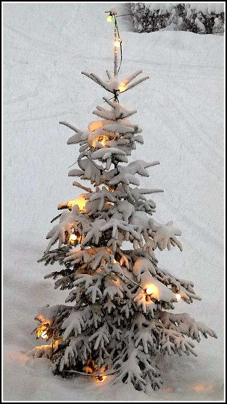 Frohe Weihnachten und einen guten Rutsch ins neue Jahr an alle User und Besucher dieses sch�nen Seite. Da unser Weihnachtsbaum in diesem Jahr nicht sehr fotogen ist, hat ein Bild aus dem letzeten Jahr herhalten m�ssen. Hans und Jeanny