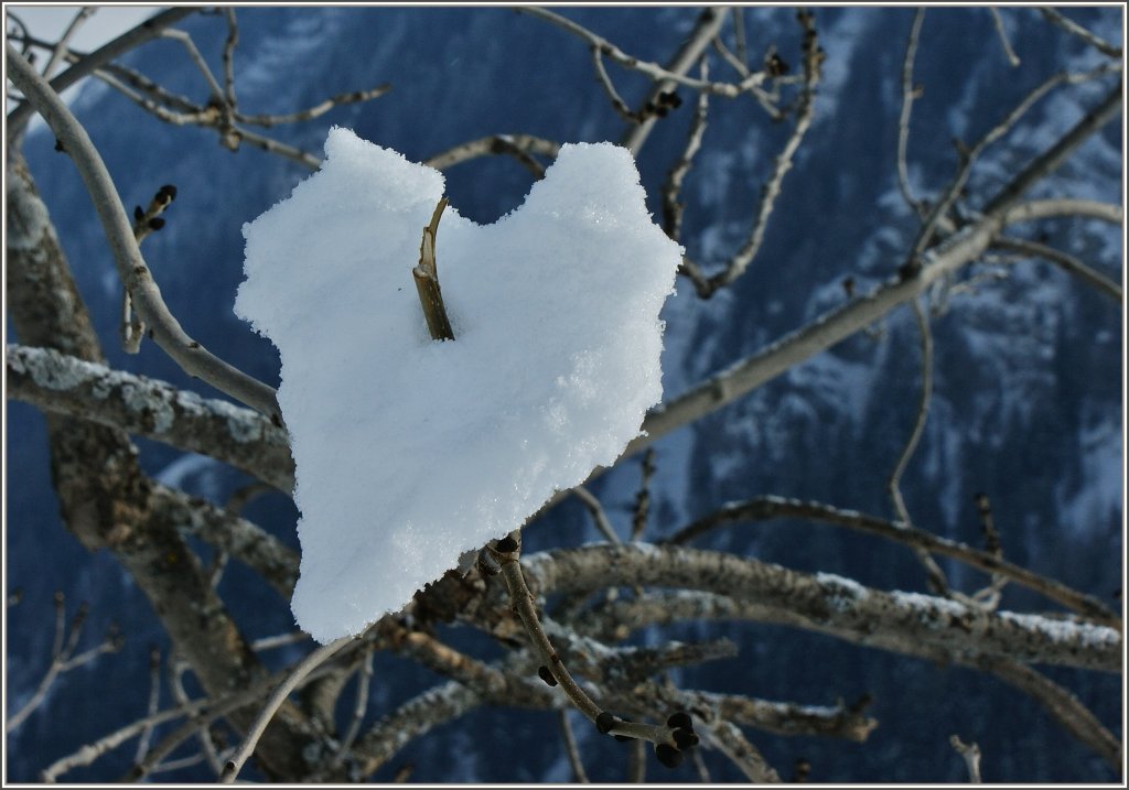 Manchmal findet sich im Wallis vor lauter Gl�ck ein Schneeherz am Baum...
(07.02.2012)